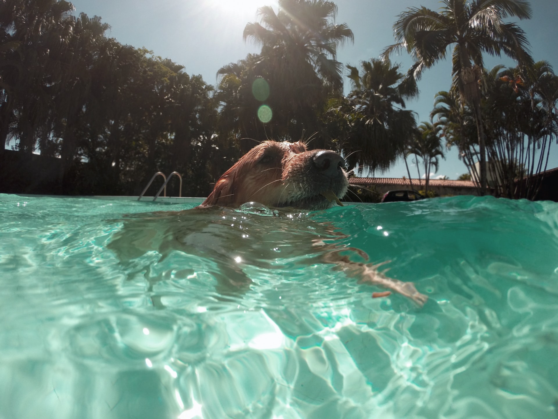 pies pływający stylem piesek